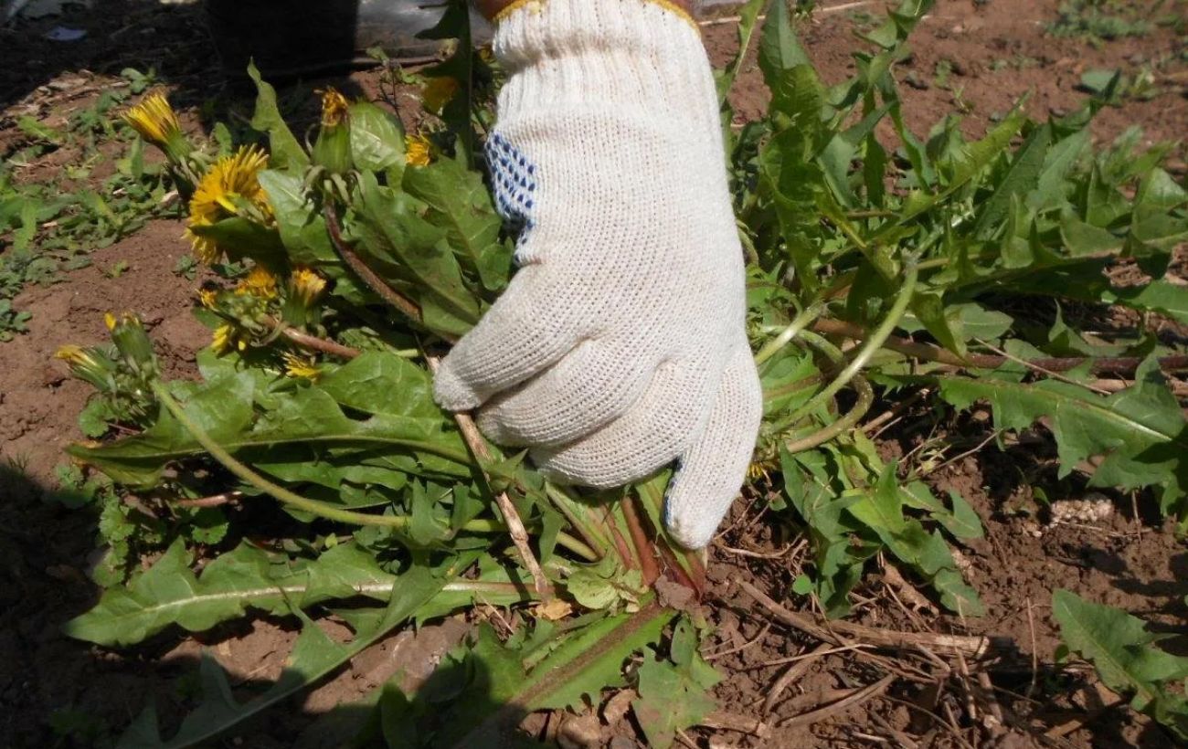 Як стримати ріст бур'янів простим крохмалем