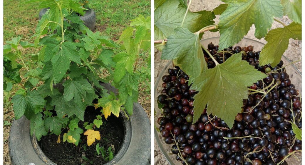 Мій дід, досвідчений садівник, навчив: 3 пригорщі золи під кожен кущ смородини в грудні – і готуй відра 