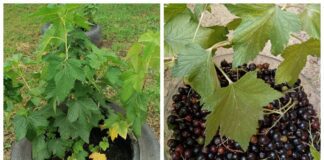 Як покращити врожайність смородини на грядці