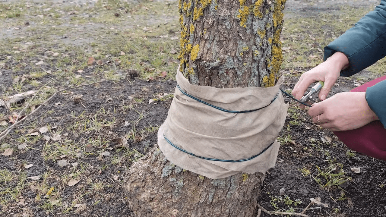 Садівники порадили народний метод боротьби зі шкідниками