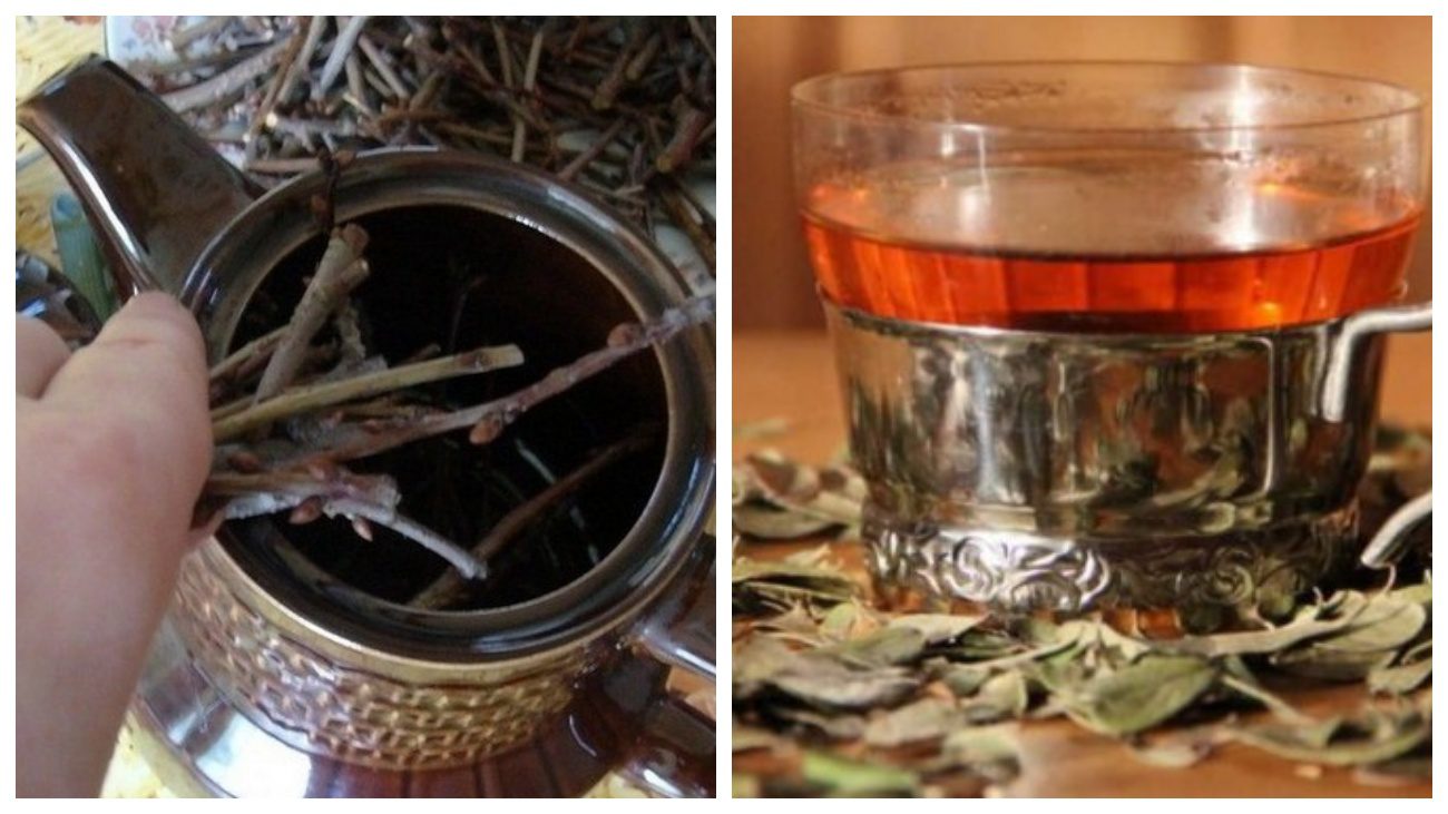 Експерти розповіли про корисні властивості чаю з гілок груші