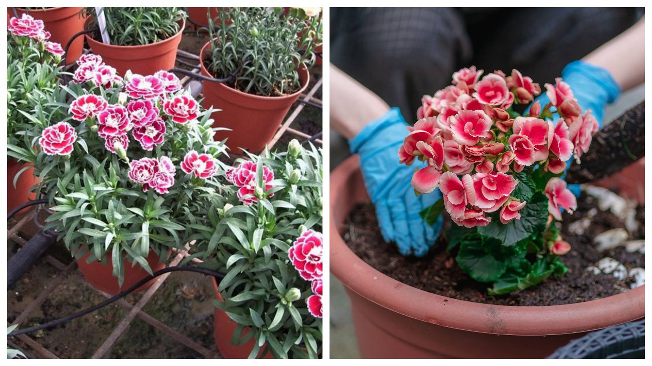 Гвоздика Шабо та Бегонія