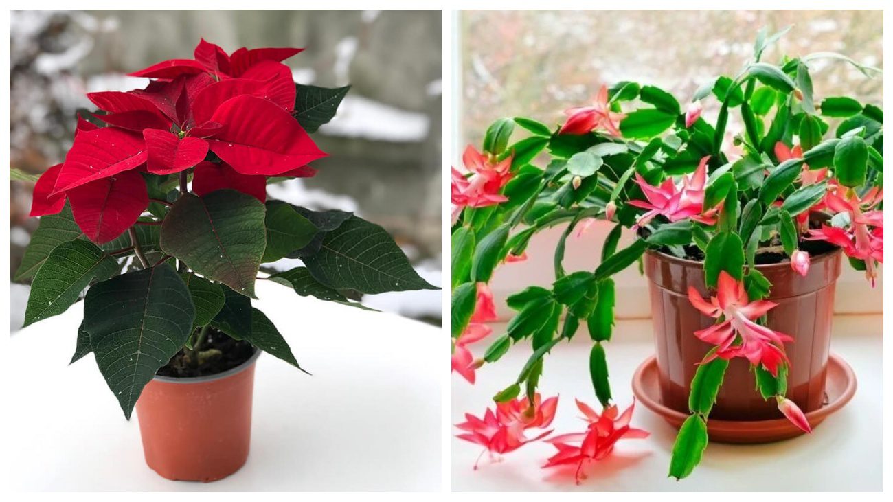 Пуансетія та Зигокактус