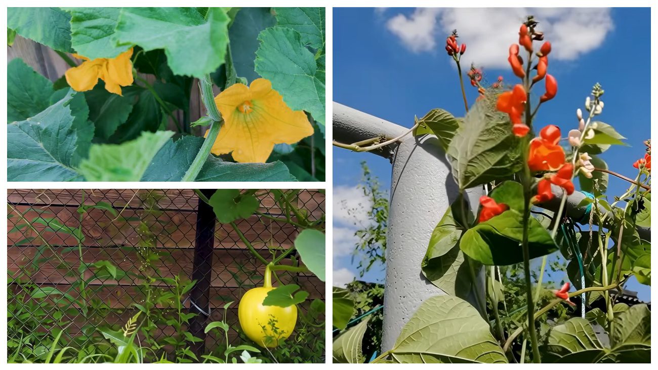 Квітникарі порадили ліани для прикрашання паркану