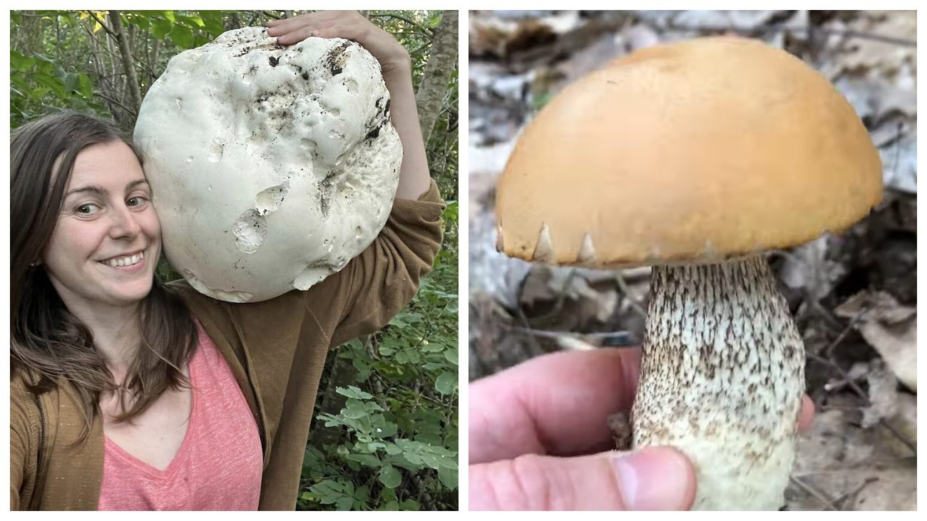 Грибники назвали ТОП-4 грибів-велетнів українських лісів