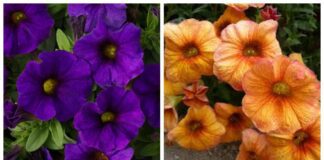 Садівники розповіли, які квіти слід сіяти вже у січні