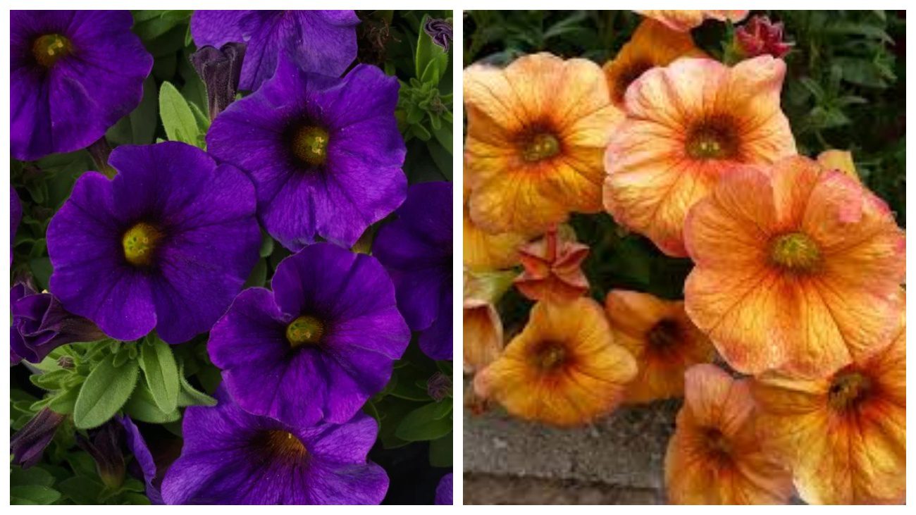 Садівники розповіли про популярні однорічні квіти