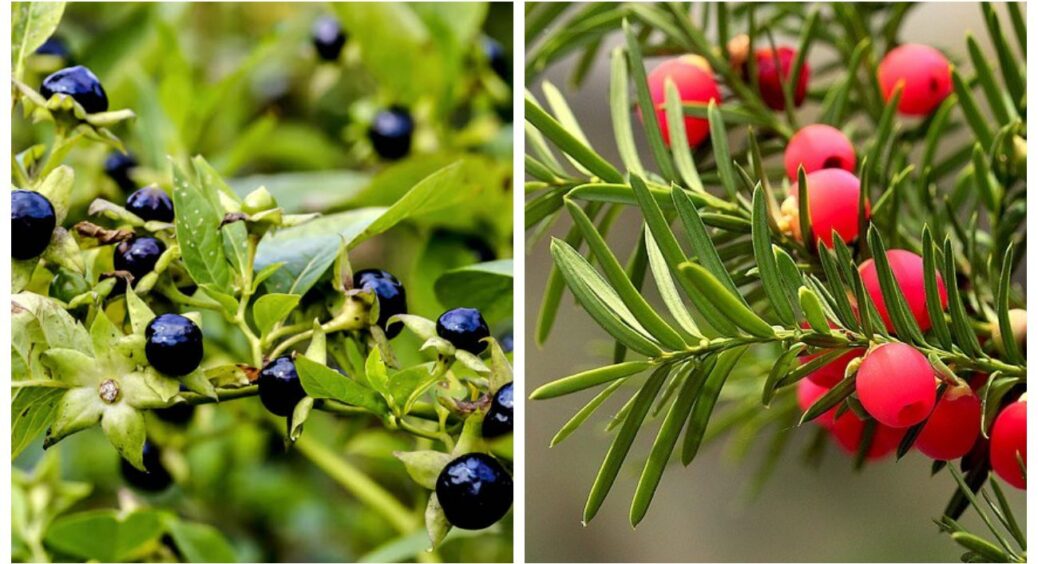 Я мало не посадила це на клумбі: 4 рослини, яким не місце на ділянці, якщо у вас є діти або тварини 