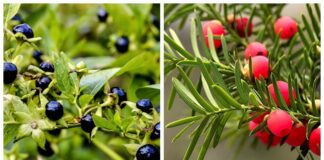 Садівники назвали небезпечні для здоров'я рослини