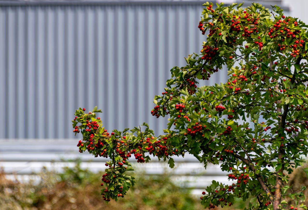 Експерти розповіли, чому варто вживати терен та глід