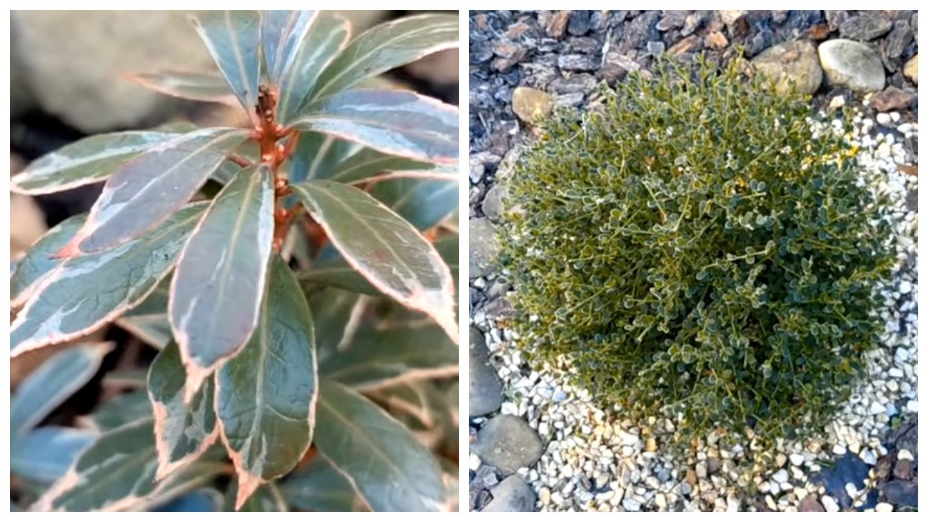 Квітникарі розповіли про квіти, що прикрашають клумби взимку