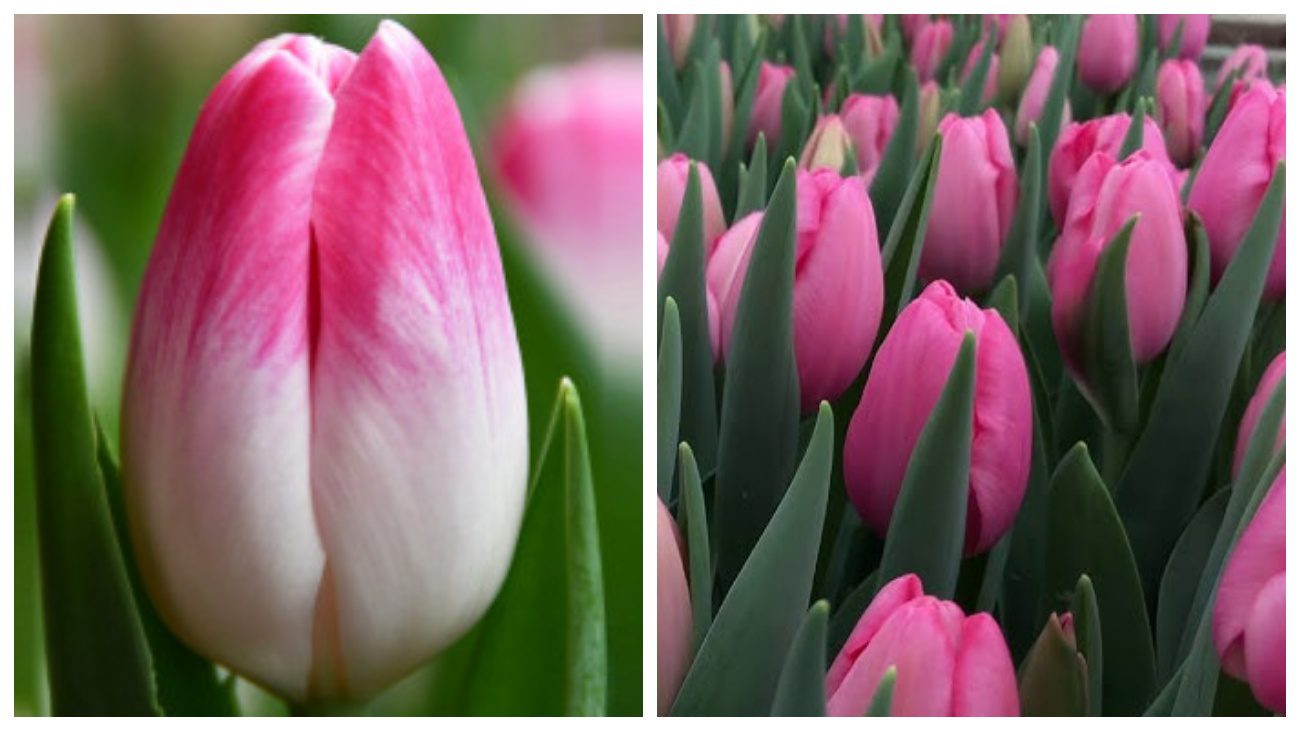 Лінкольн та Сісі