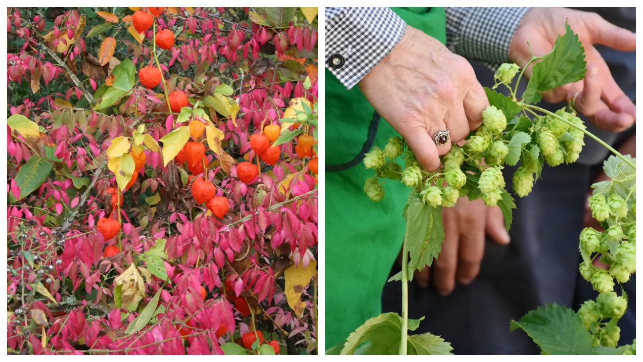 Садівники порадили, які рослини не варто висаджувати в саду
