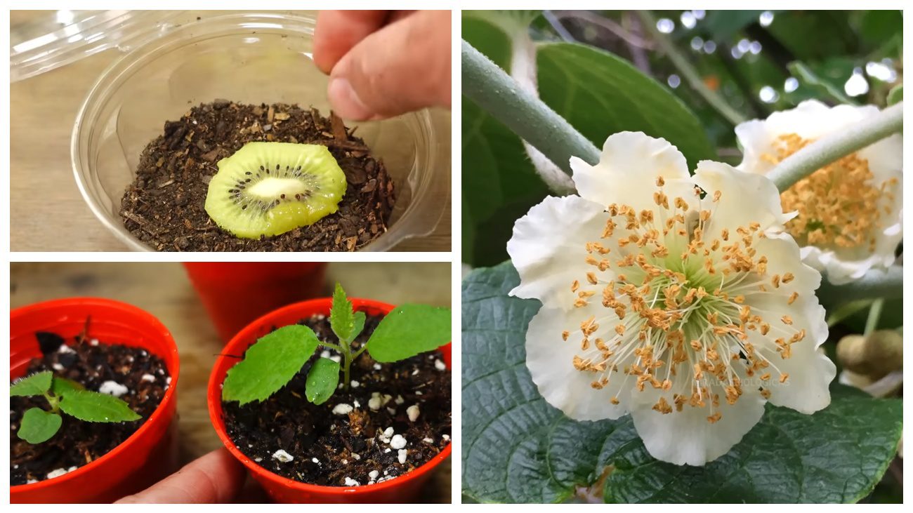 Садівники розповіли, як виростити ківі з покупних плодів