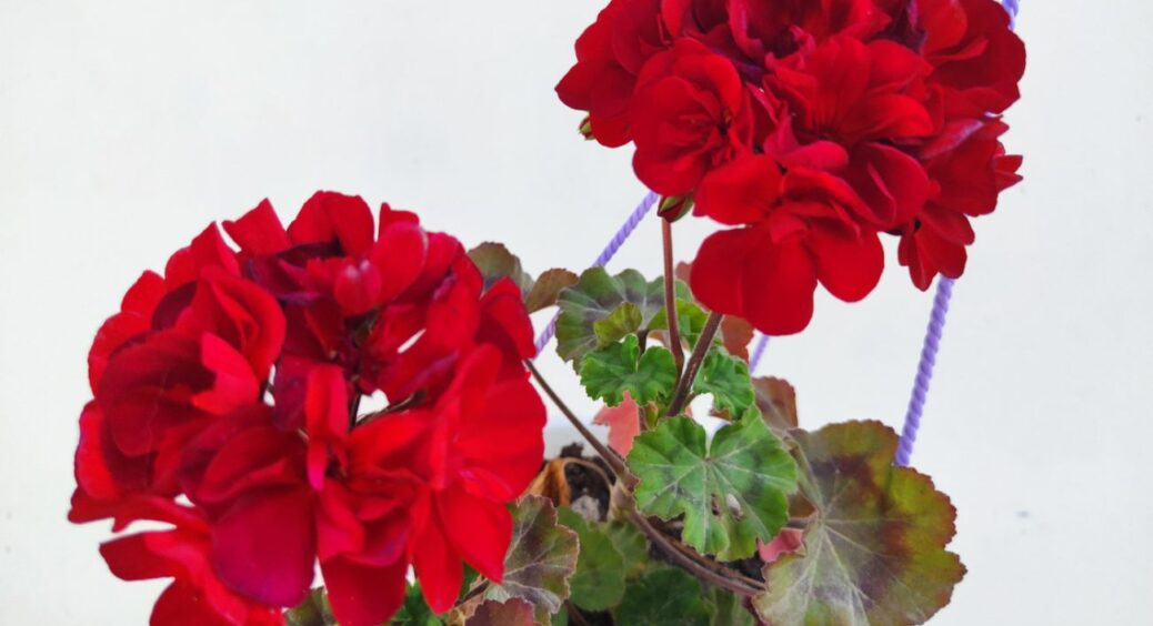 Пеларгонія скинула листя, але я не панікую: 1 доступна дія повернула зелень і додала бутонів за 2 тижні 