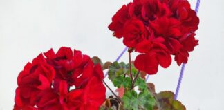 Як покращити цвітіння герані та нарощення зеленої маси