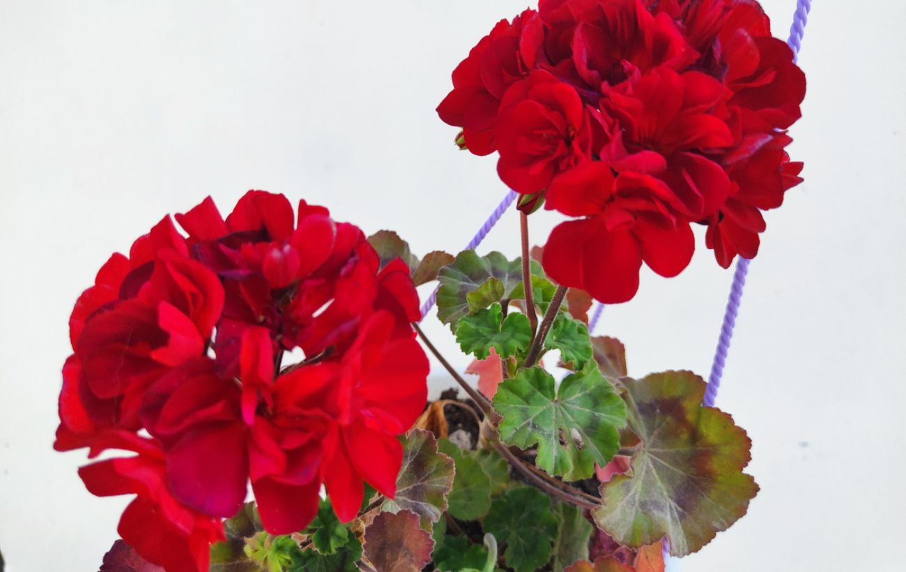 Як покращити цвітіння герані та нарощення зеленої маси