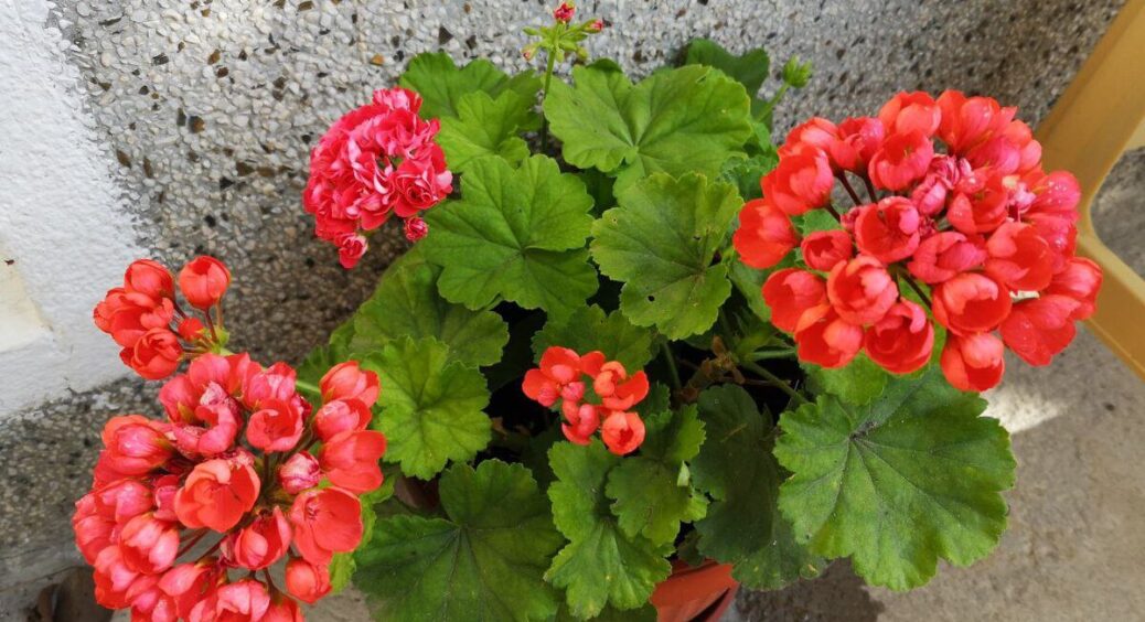 Ця рідина для герані ніжніша за воду: 1 склянка у горщик – і герань цвіте 11 місяців на рік 