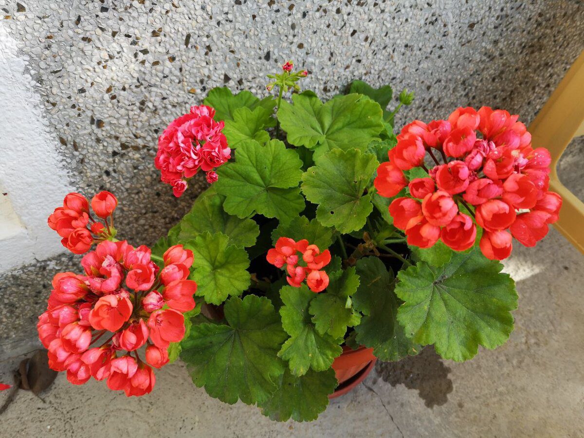 Експерти розповіли, як доглядати за геранню в зимовий період для кращого та довшого цвітіння