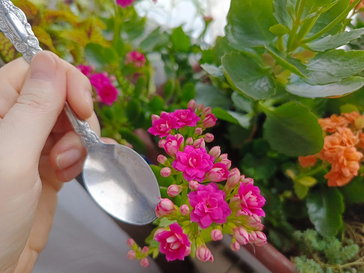 Експерти розповіли, як використовувати чай для підживлення кімнатних квітів взимку