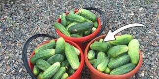 Дачники розповіли про вибір огірків на новий городній сезон	