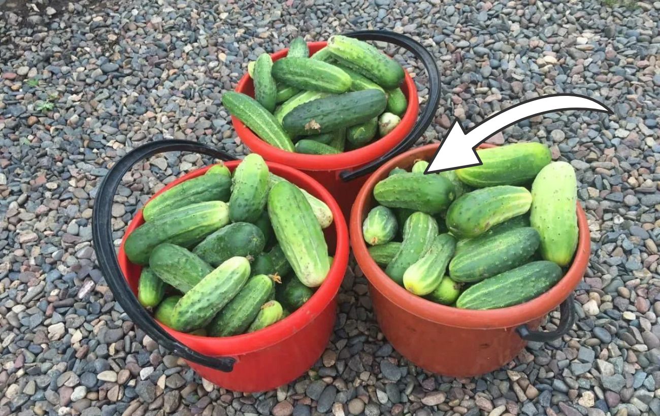 Який сорт огірків найкраще росте в Україні