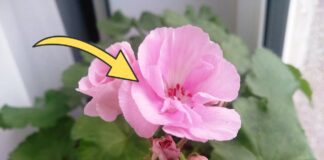 Як доглядати за геранню в зимовий період