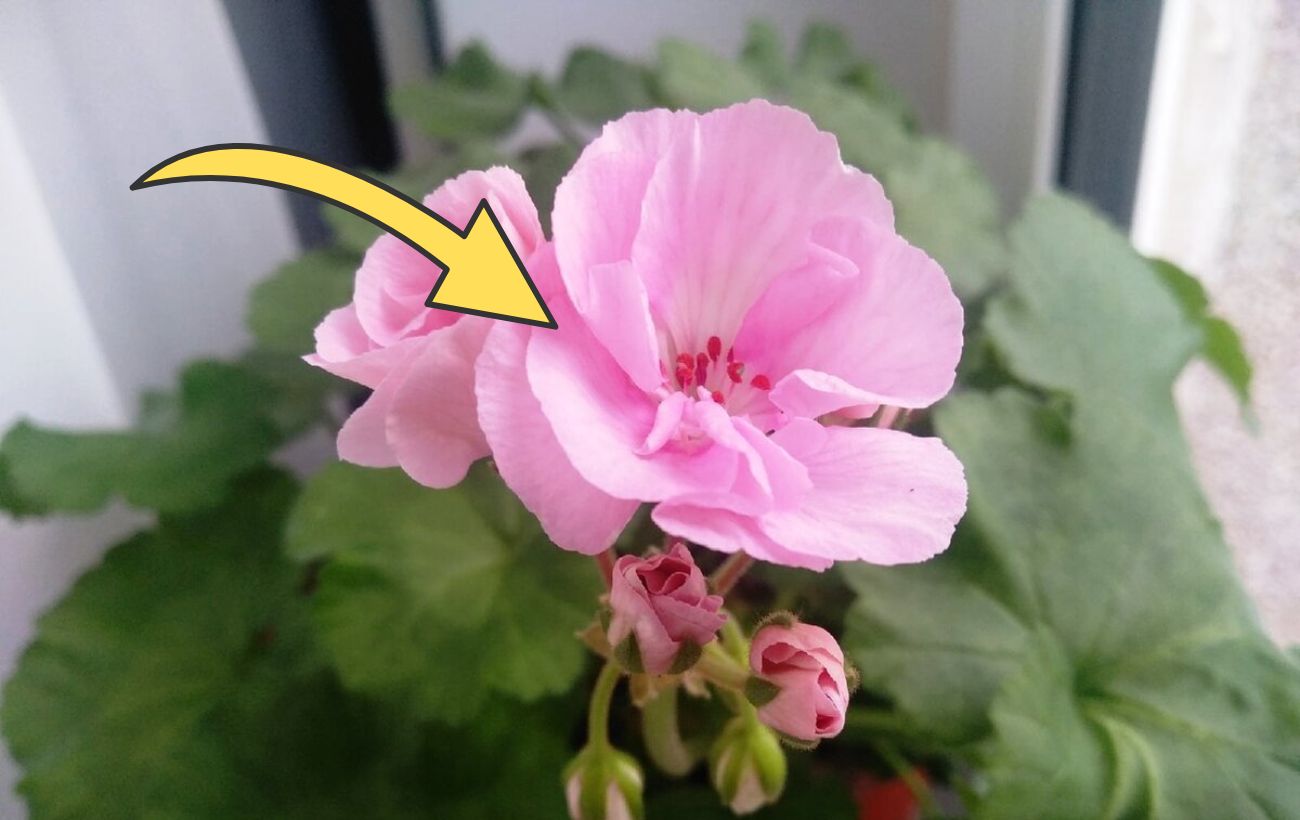 Як доглядати за геранню в зимовий період