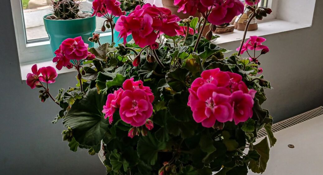 Залишки чаю більше не виливаю: з грудня по березень вони рятують 5 моїх квіток від пожовклого листя 