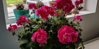 Як використовувати чайну заварку для удобрення квітів