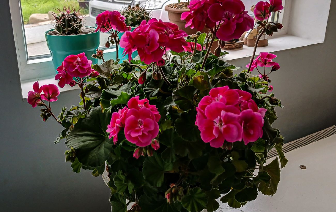 Як використовувати чайну заварку для удобрення квітів