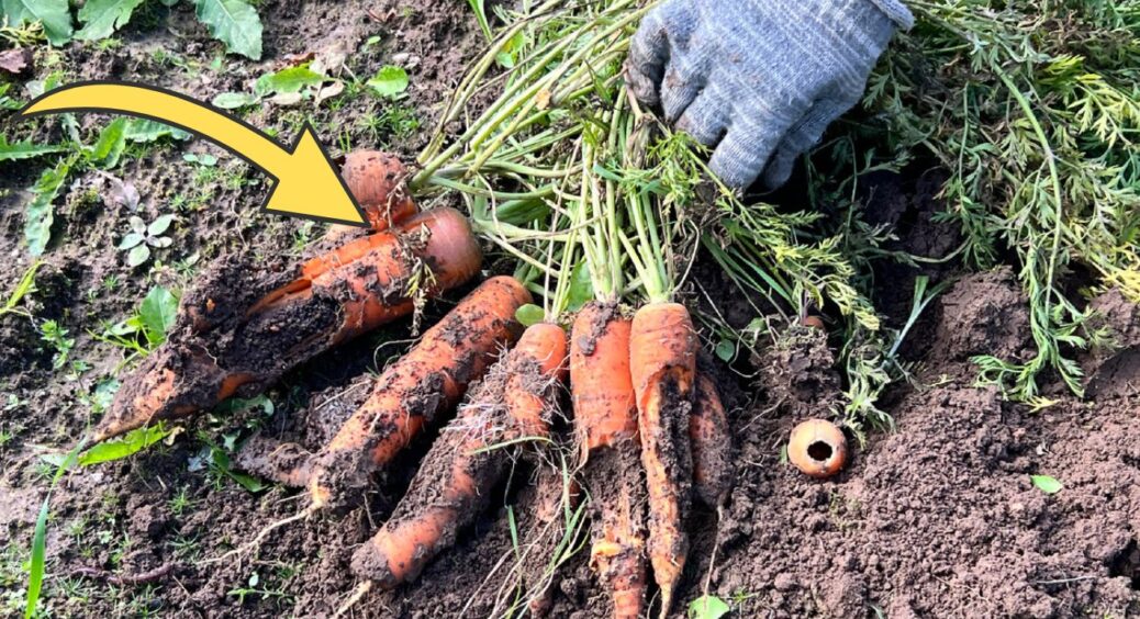 300 кг солодкої моркви з сотки – і не кормової, а столової: це не сорт, а моє особисте відкриття 2025 року 