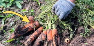 Який сорт моркви дає найбільший урожай