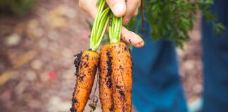 Городники пояснили, як правильно взимку зберігати моркву 