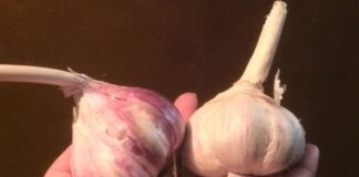 Господині пояснили, як можна врятувати пророслий часник 