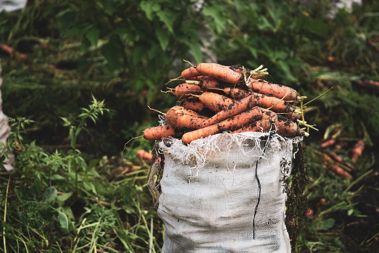 Експерти назвали один із найурожайніших і найкращих сортів моркви української селекції