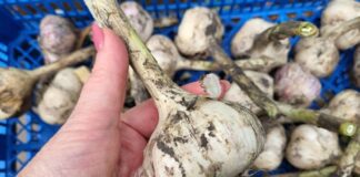 Як зберігати часник без псування