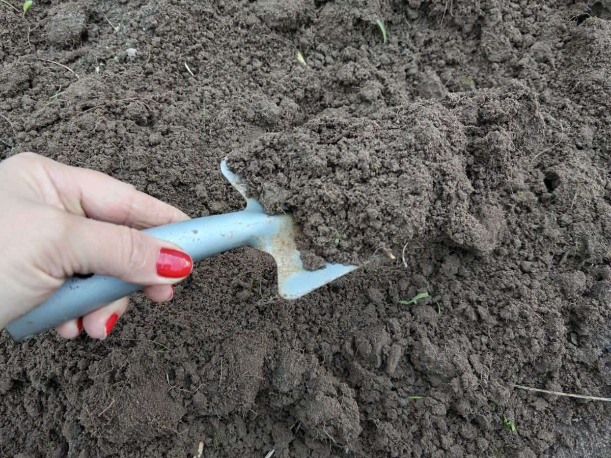 Експерти порадили, що розкидати по ґрунту взимку, аби навесні ділянка стала пухкою і родючою