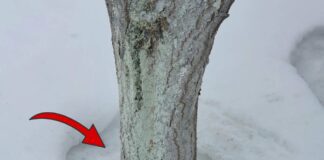 Як не дати утворитись зледенілій кірці навколо дерев
