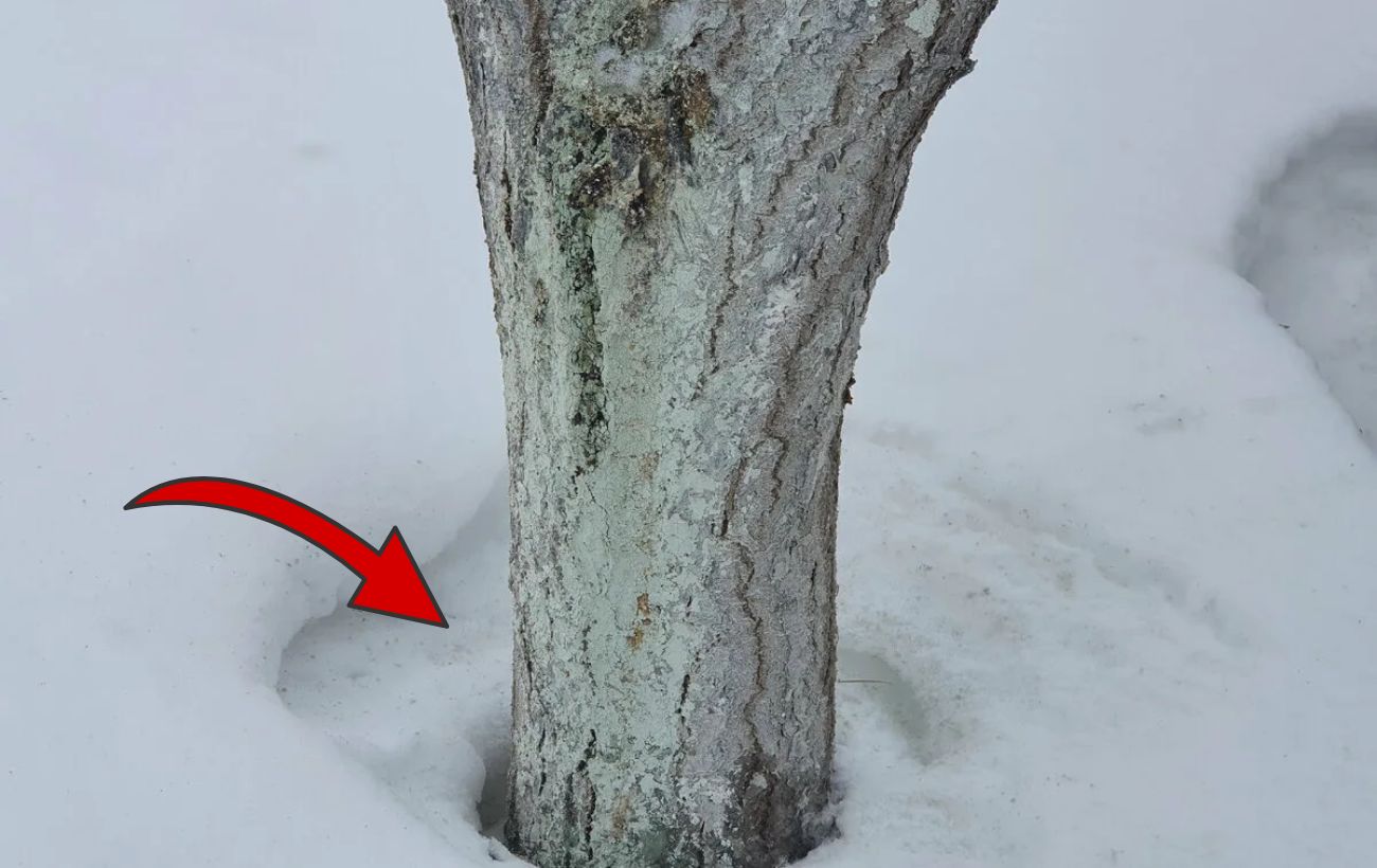 Як не дати утворитись зледенілій кірці навколо дерев