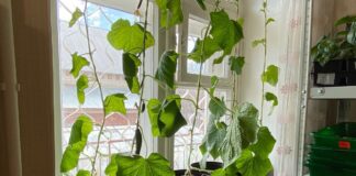 Городники пояснили, як виростити огірки на підвіконні 
