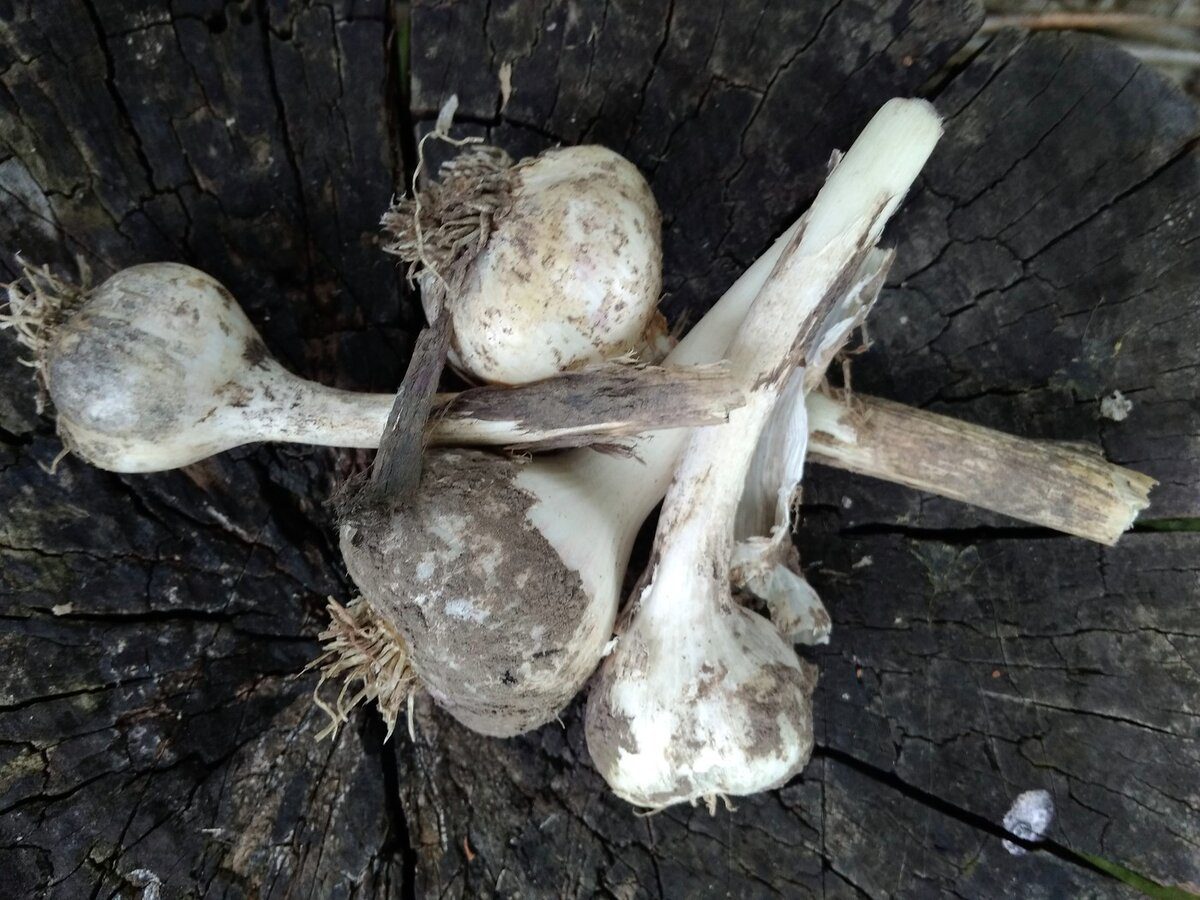 Експерти розповіли, як не дати часнику загнити під снігом у зимовий період – корисні поради