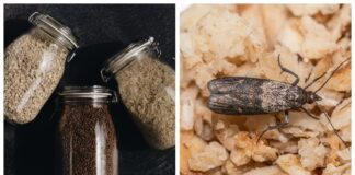 Експерти поділилися лайфхаком позбутися від харчової молі