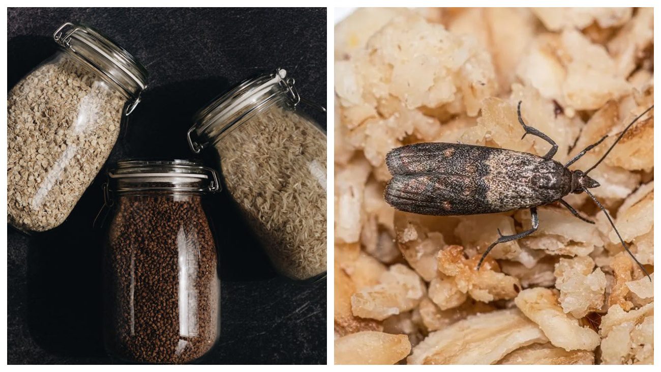 Експерти поділилися лайфхаком позбутися від харчової молі