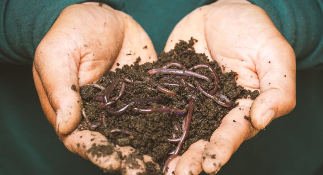 Сміялась, що дід Петро збирає це взимку, та побачивши його сад навесні, сама почала робити: гумус з відходів 