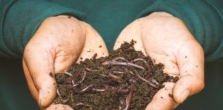 Садівники розповіли, з яких відходів зробити гумус