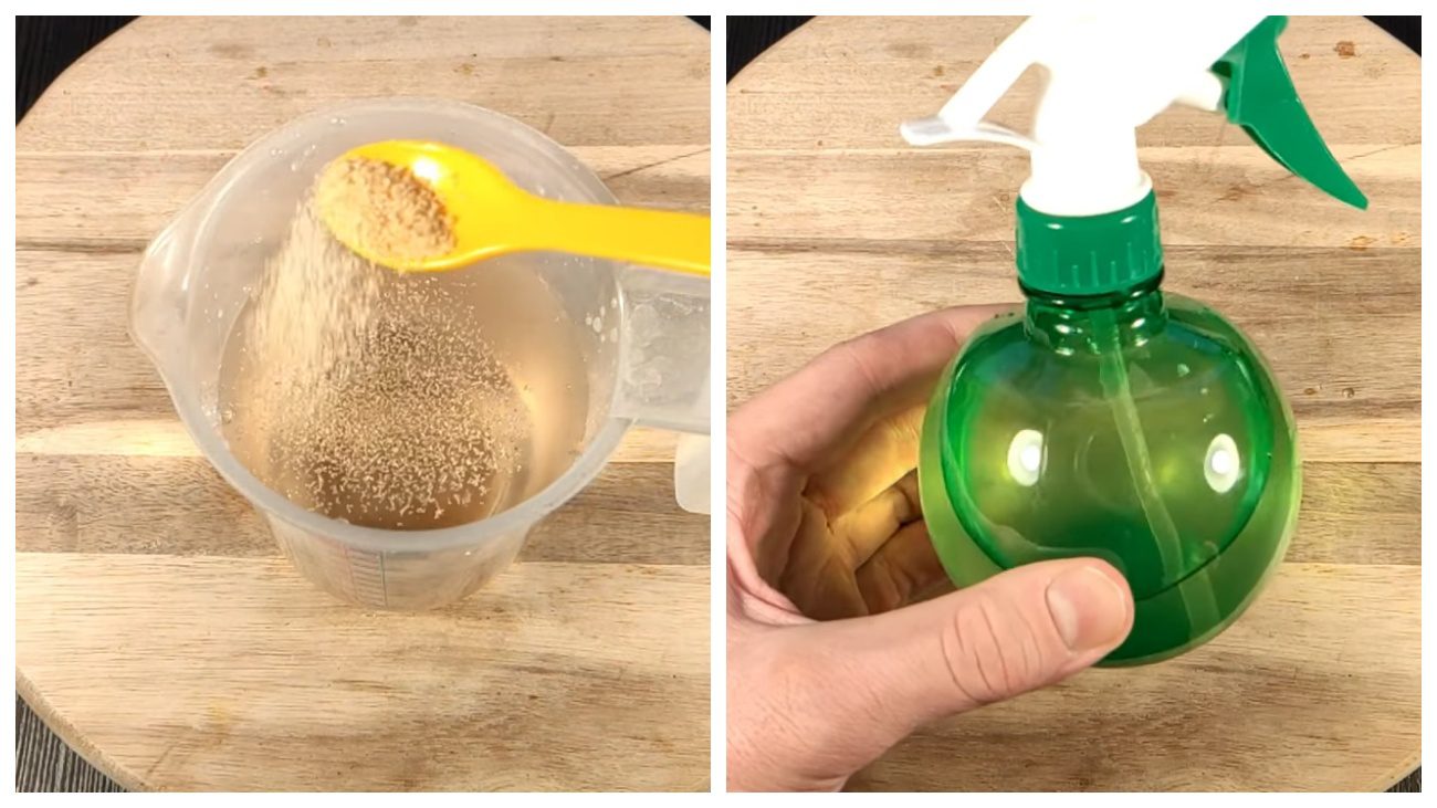 Експерти розповіли, як приготувати засіб від цвілі