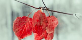 Садівники розповіли про останню обробку дерев перед зимою