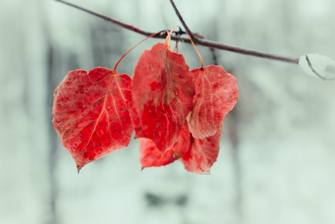 Садівники розповіли про останню обробку дерев перед зимою