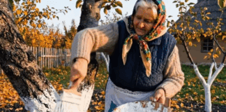 Садівники розповіли про альтернативу побілці стовбурів дерев